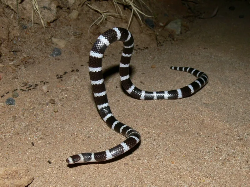 Common Bandy Bandy (Vermicella annulata) on sandy soil.
