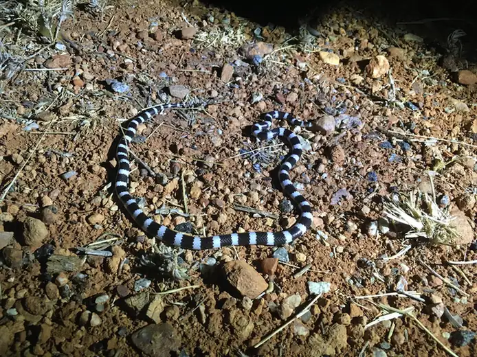Centralian Bandy Bandy (Vermicella vermiformis) among gravel and leaf litter.